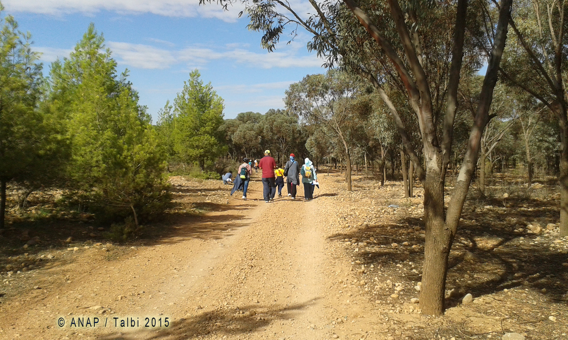 Marche � l'ombre des pins 3