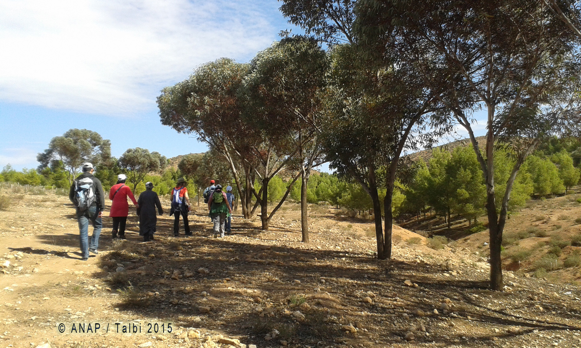 Marche � l'ombre des pins