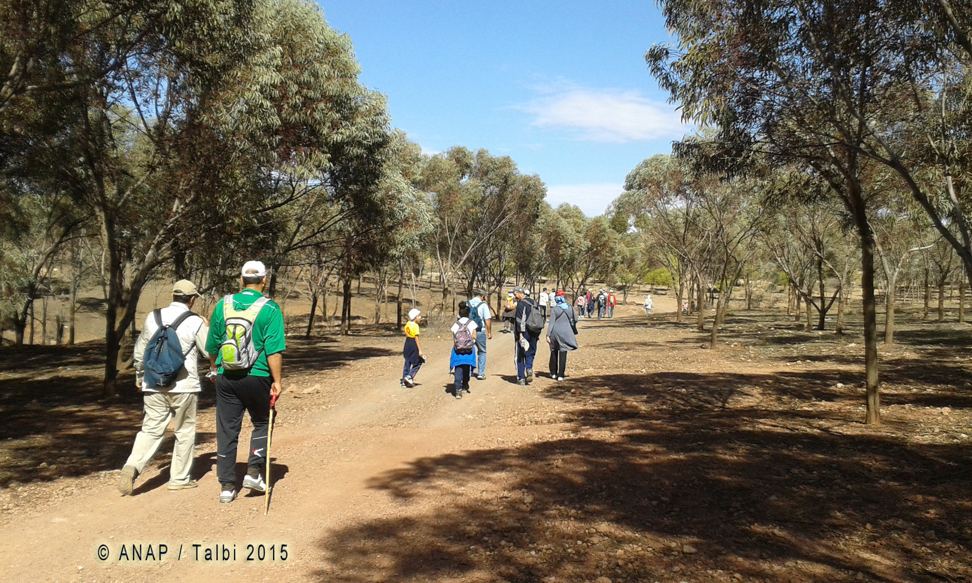 Marche � l'ombre des pins
