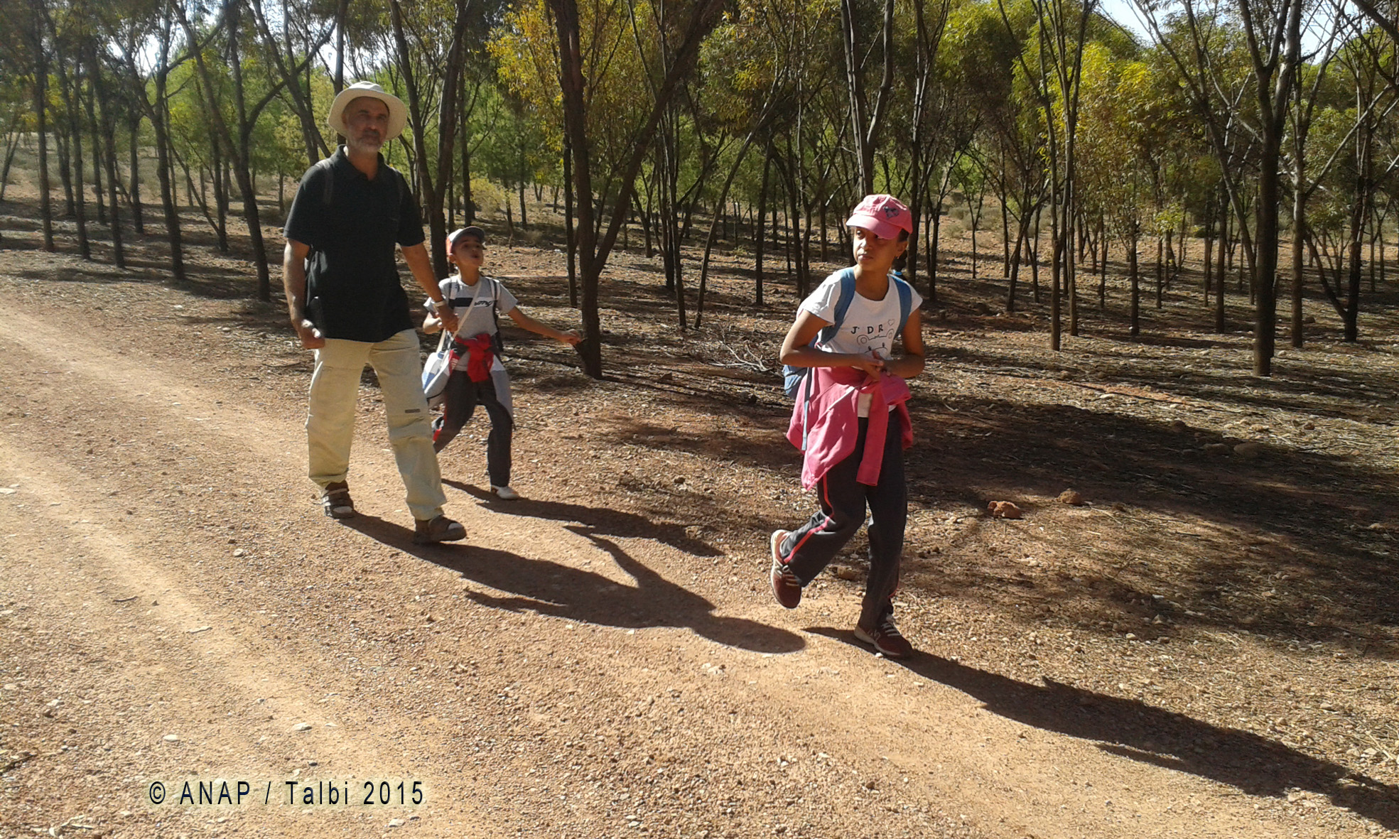 Marche � l'ombre des pins