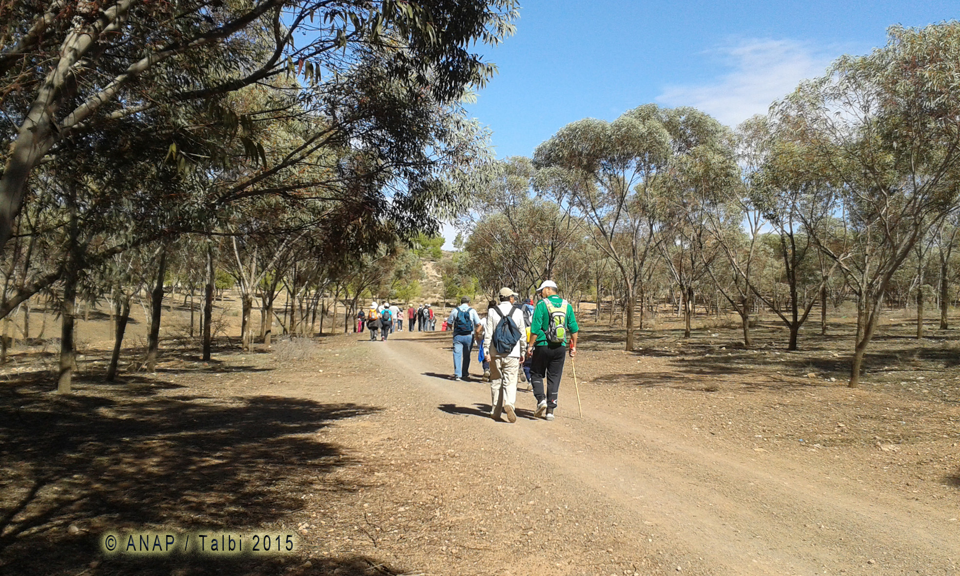Marche � l'ombre des pins