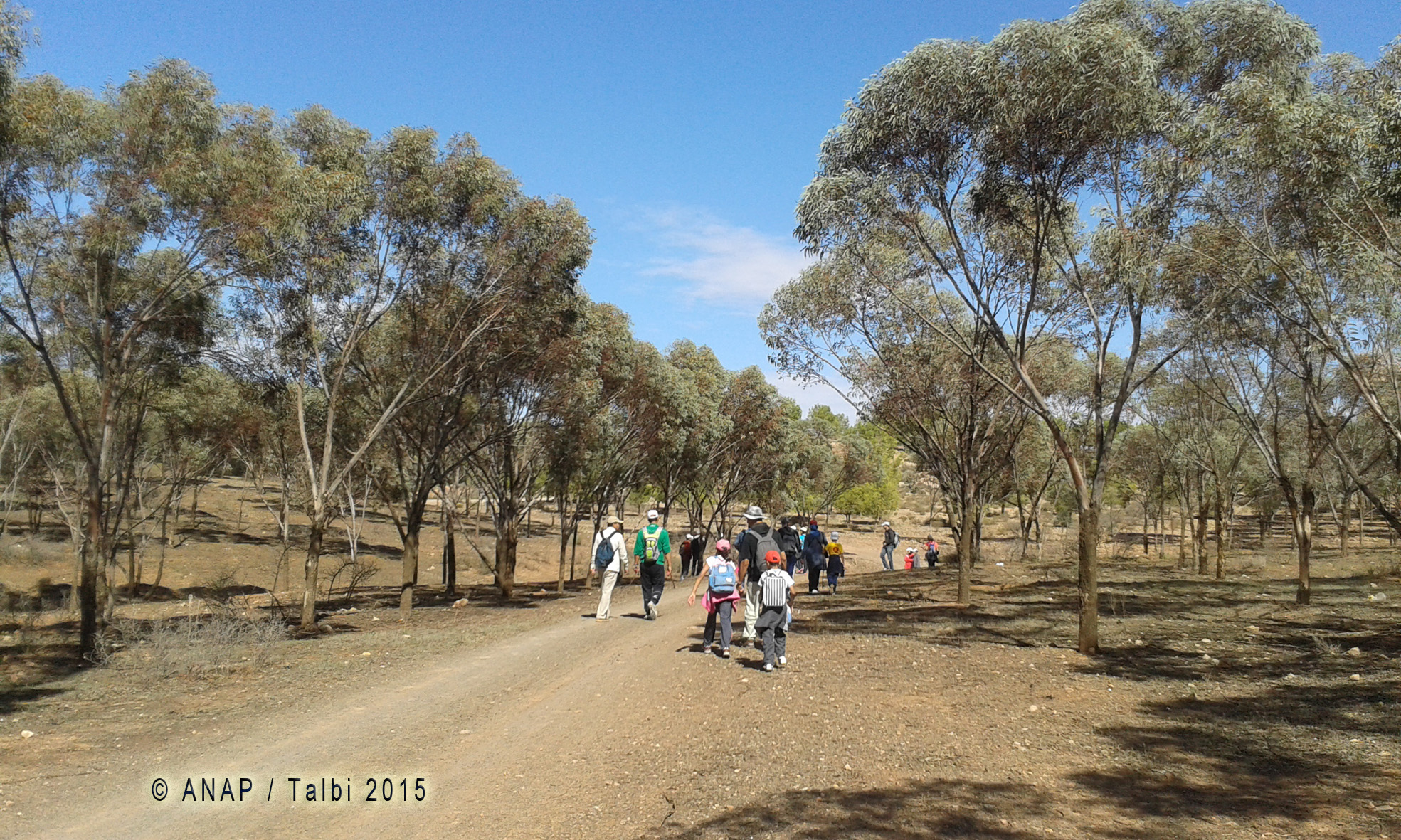 Belle marche entre les pins d'Alep