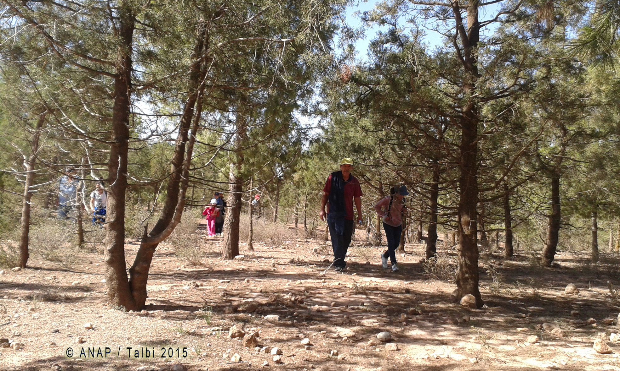 Marche sous les pins