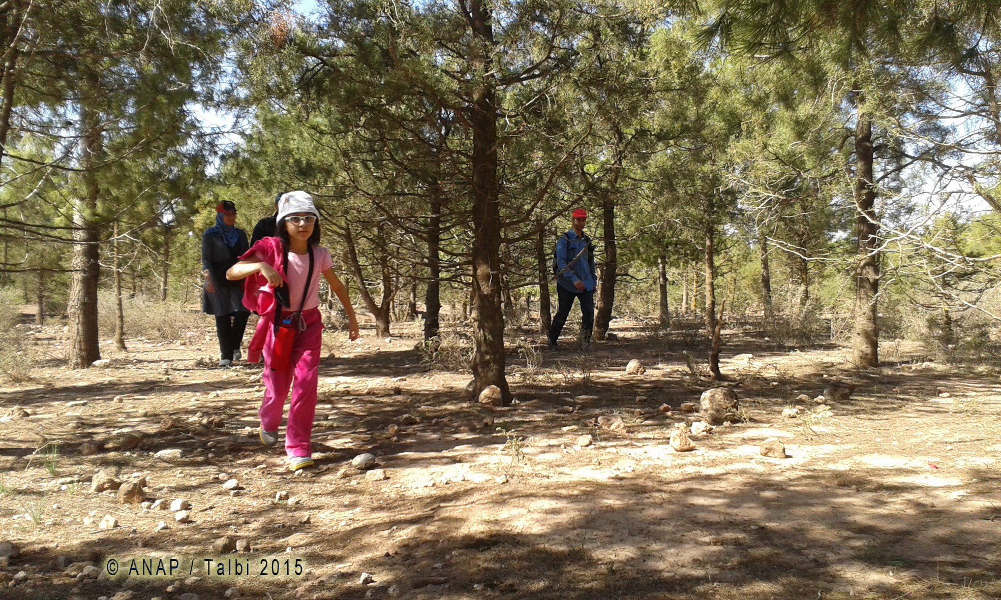 Marche sous les pins