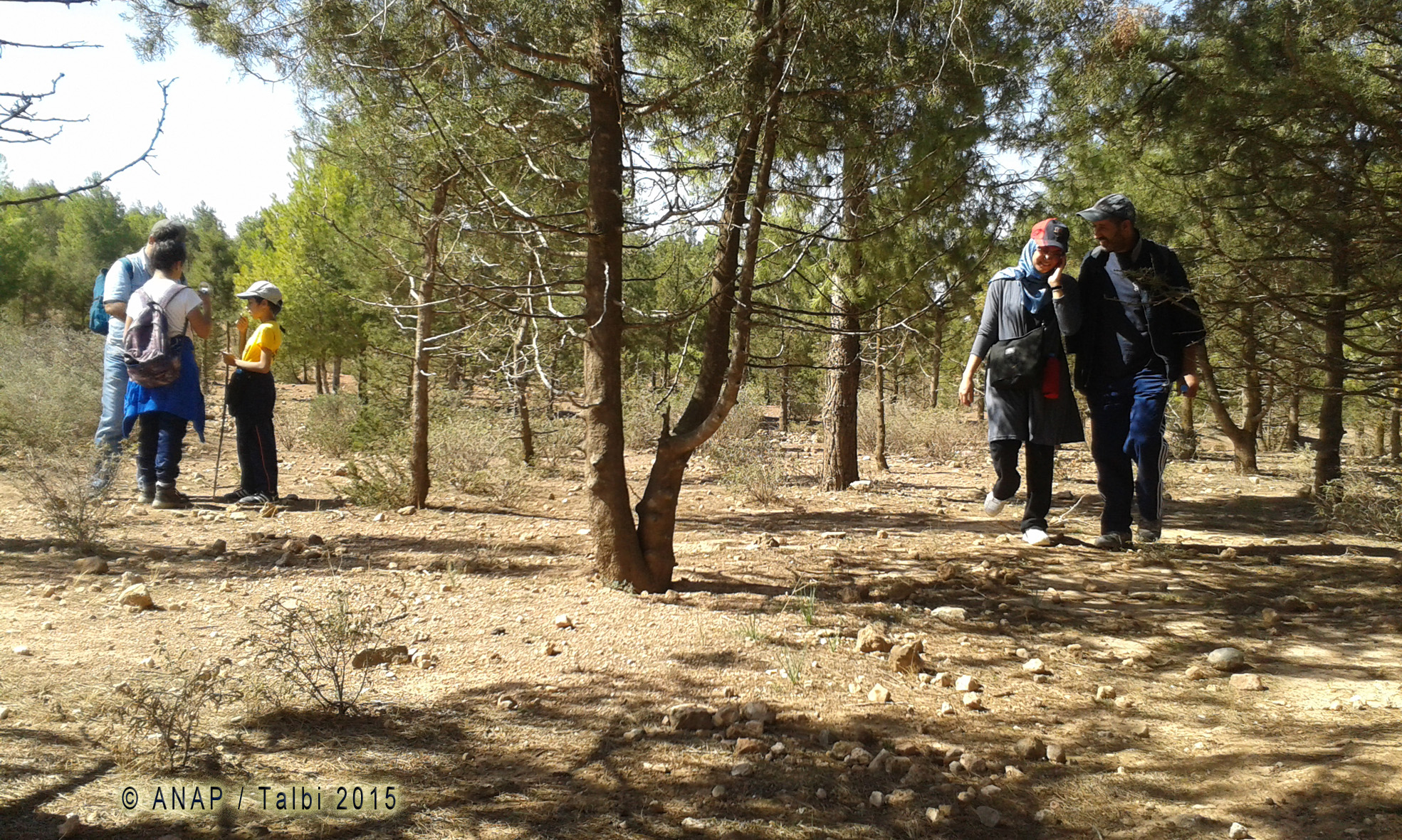 Marche sous les pins