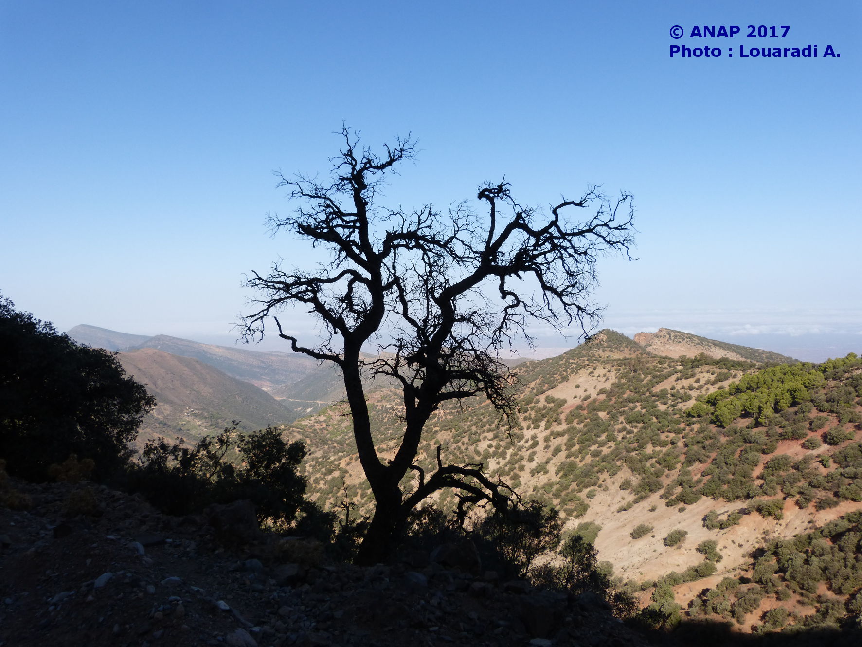 Louaradi 3