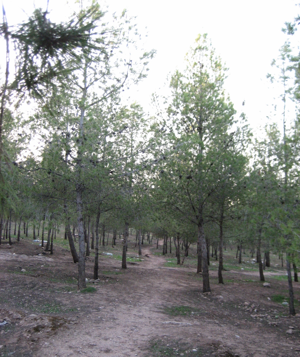 Sentier � Jbel Hamra
