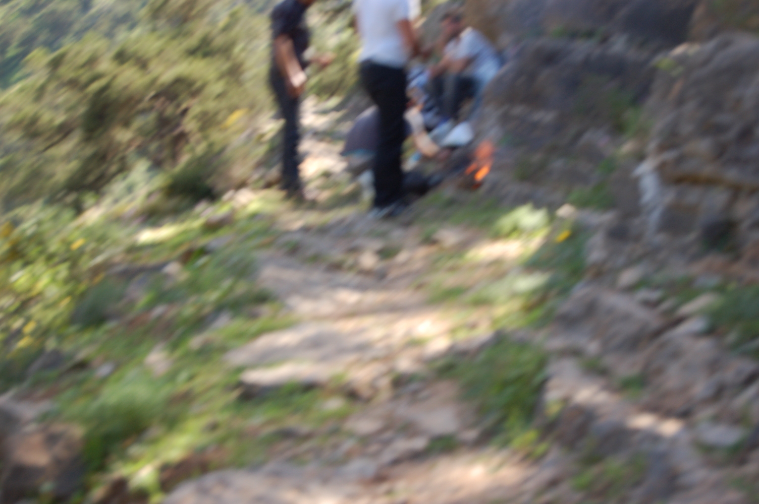 Feu en plein for�t 2