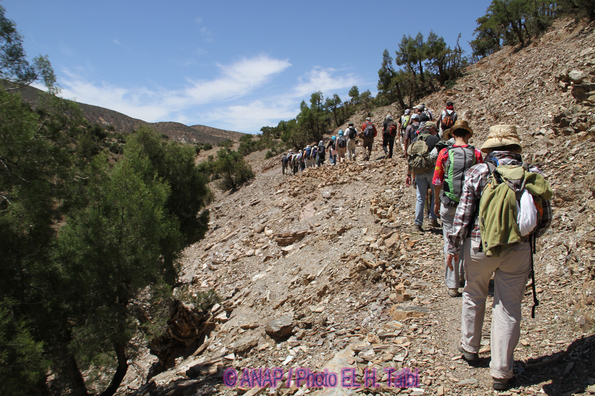 Le long du chemin au milieu du Thuya.