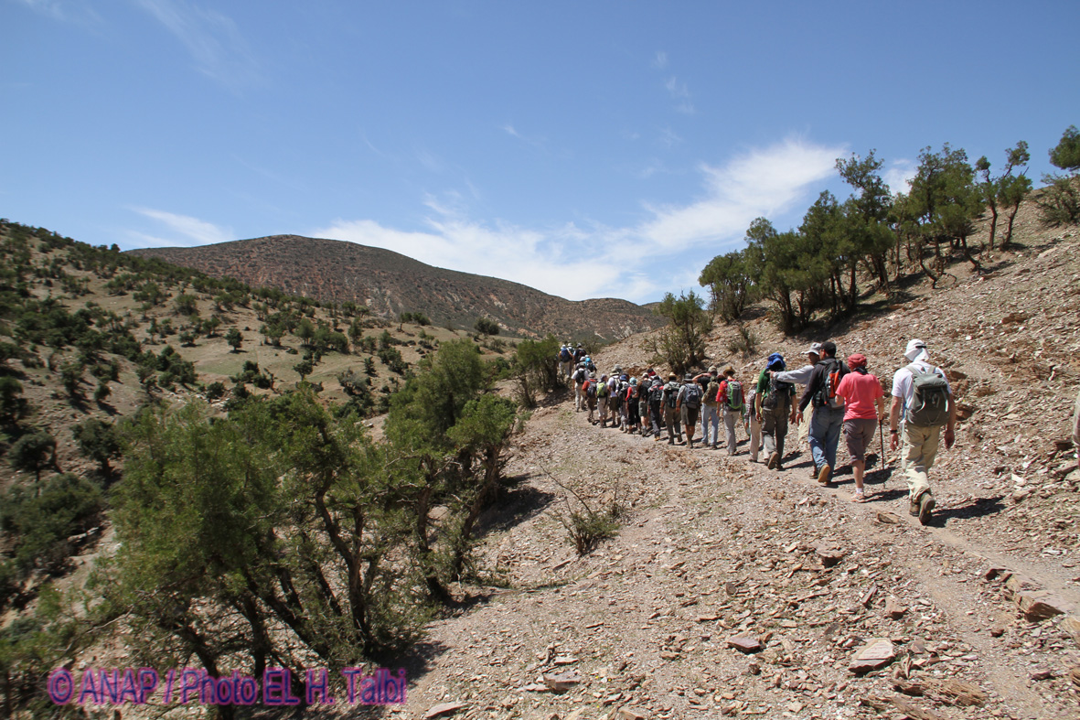 Le long du chemin au milieu du Thuya 2
