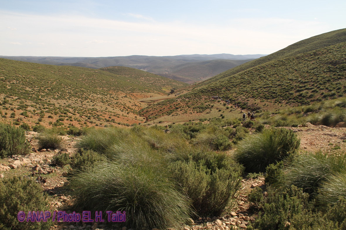 Paysage domin� par l'Alfa