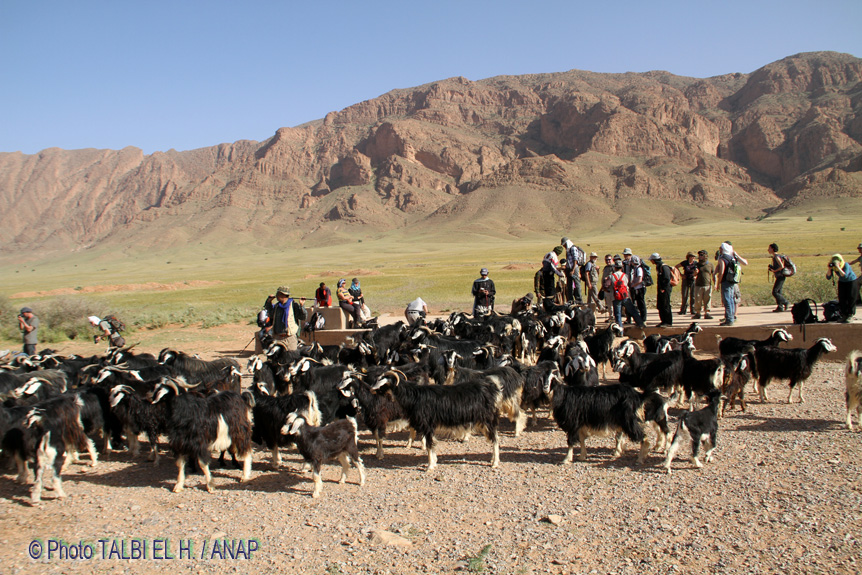 Avant Rkina, les caprins