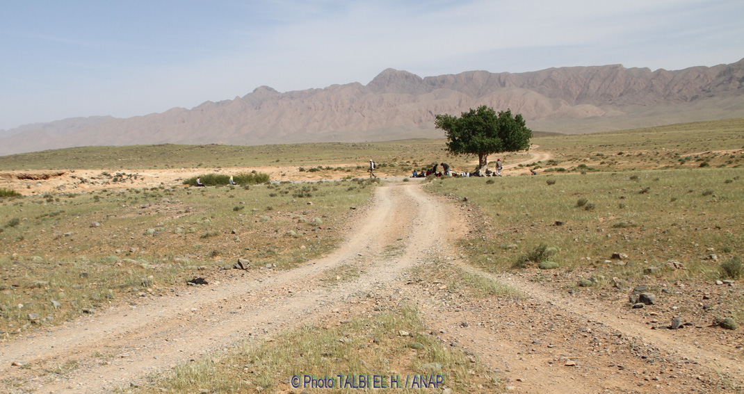 Pistachier pour Pause