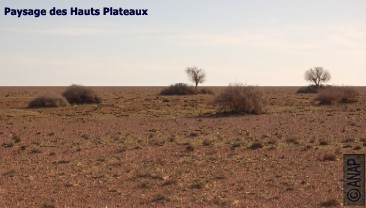 Hauts Plateaux