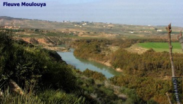 Moulouya