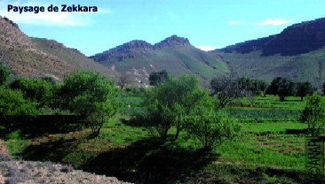 Zekkara
