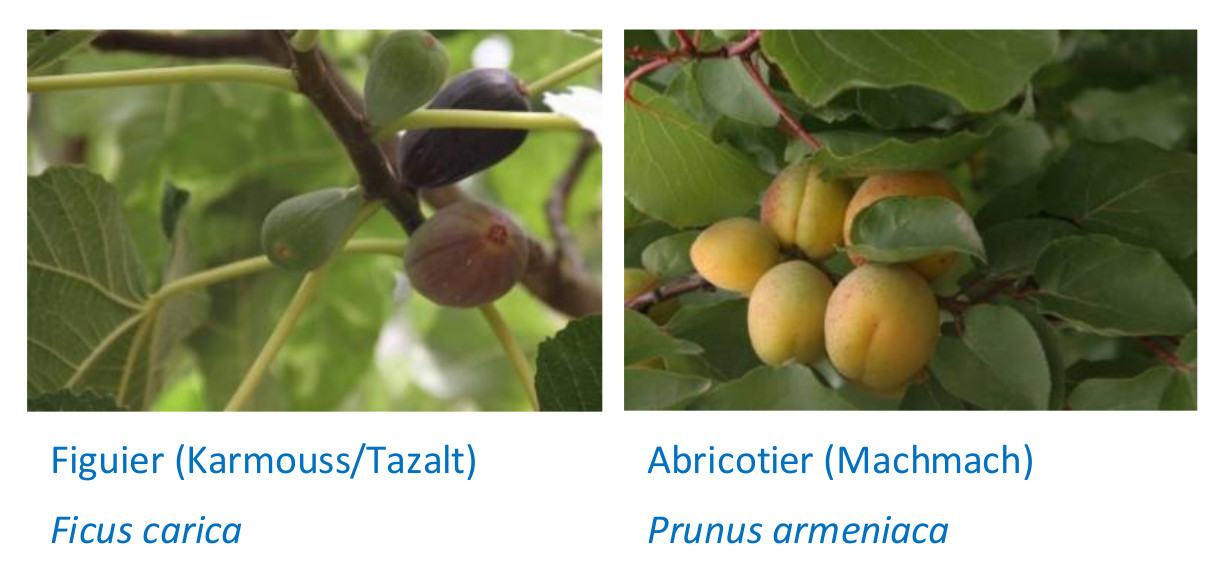 Arbres fruitiers 2