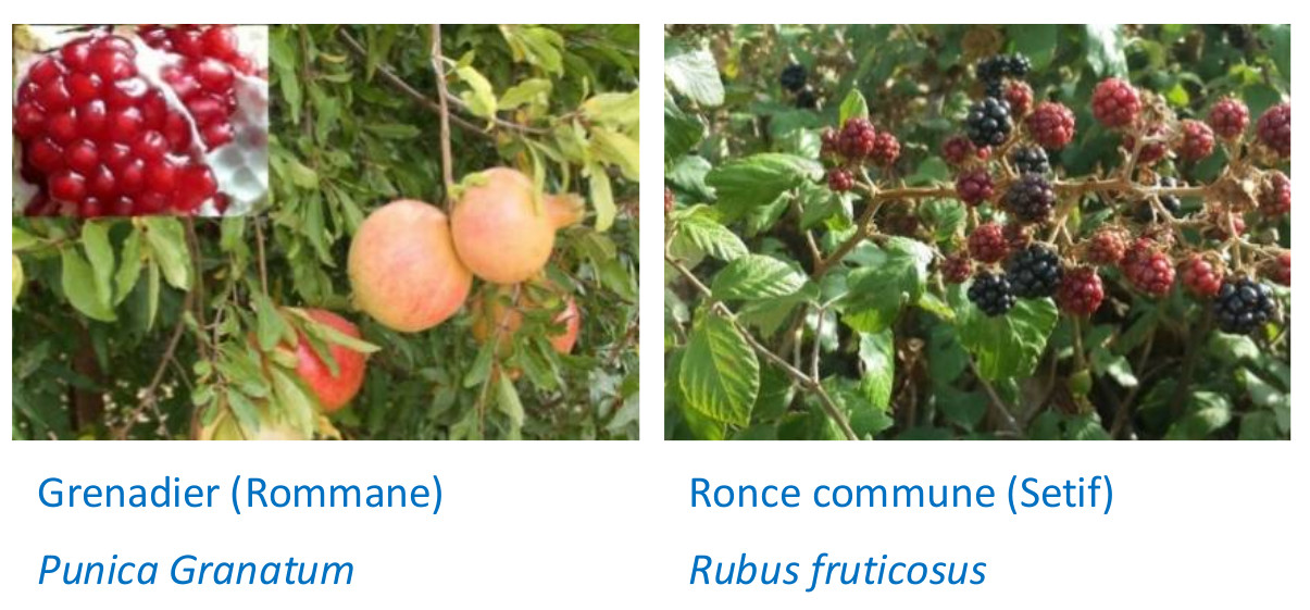 Arbres fruitiers 3